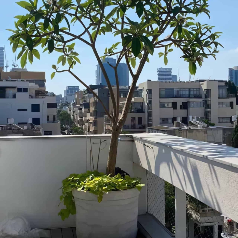 פנטהאוז-עם-בריכה-בשינקין-3