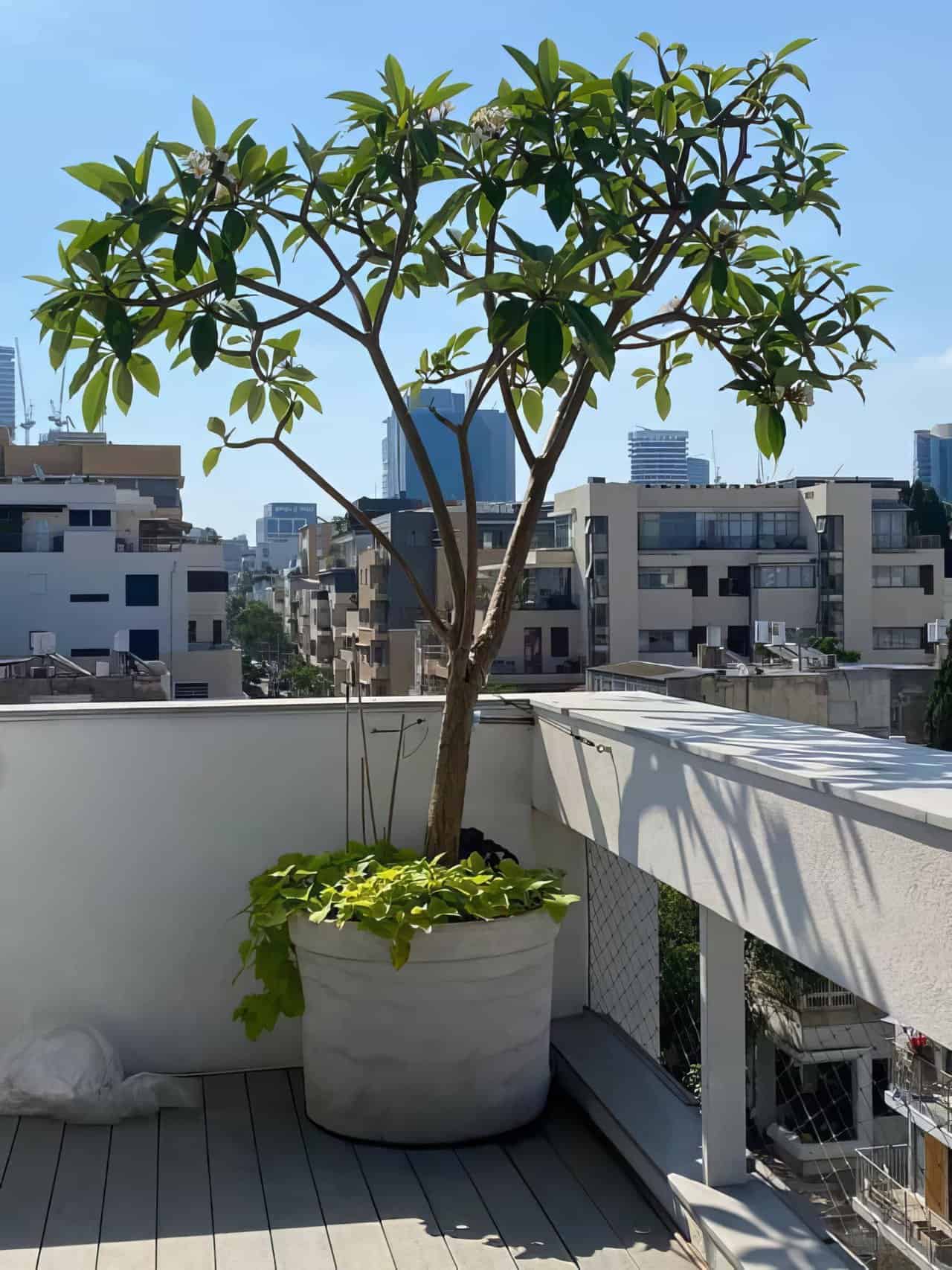 פנטהאוז-עם-בריכה-בשינקין-3